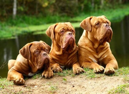 Dogue de Bordeaux fényképet Dogue de Bordeaux kutyafajta kutya kutya Stock Photo Bordos mollos túra védelem (Bordos) Dogue de Bordeaux fényképet Dogue de Bordeaux kutyafajta kutya fotó kutya kép Bordos mollos védelem kampány