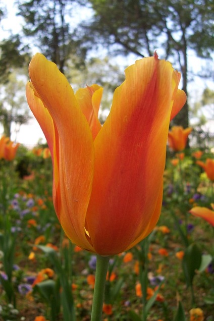 Botanikus - tulipánok