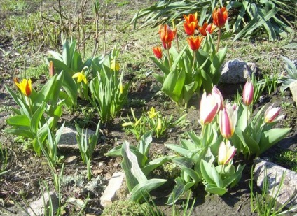 Botanikus tulipánok - Fotó fajták, a használata saját nyaraló (tulipán) Botanikus tulipánok - Fotó fajták, a használata saját nyaraló