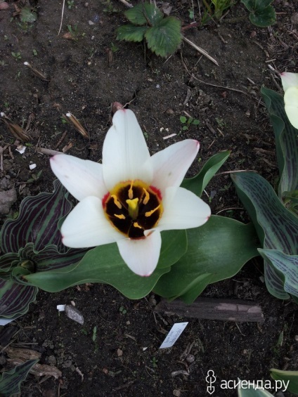 Botanikus kertek és tulipán virág virágágyások Group