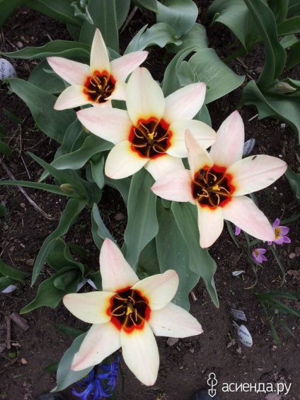 Botanikus kertek és tulipán virág virágágyások Group