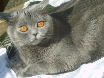 Brit kék brit macska
