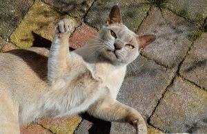 Burmai macska - fajta leírás, betű, fotó, gondoskodás, a költségek, helyén „bögre”