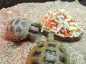 Teknősök az otthoni, mennyit lehet élni a tenger, és a közép-ázsiai teknős