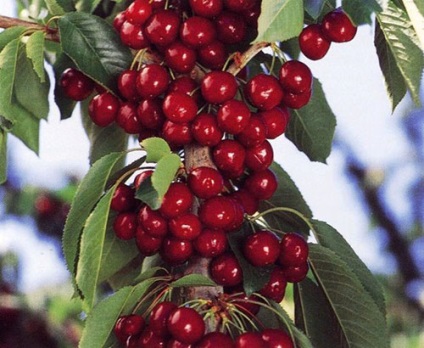 Cherry a külvárosban - ültetés és gondozás, növekvő oszlopos és télálló fajták, video