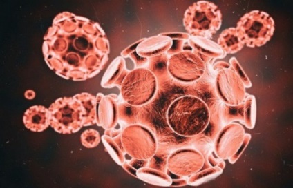 Fekete Halál - érdekes tény a pestis (pestis) Fekete Halál - érdekes tény a pestis
