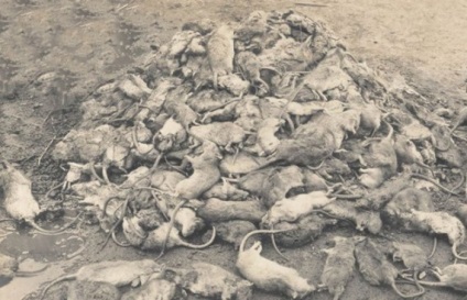 Fekete Halál - érdekes tény a pestis (egészségügyi) Fekete Halál - érdekes tény a pestis