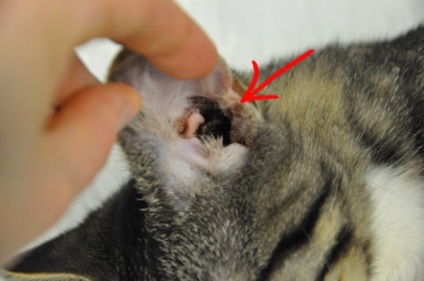 Rüh macskák tünetei és kezelése fotókkal, jelei fül rüh