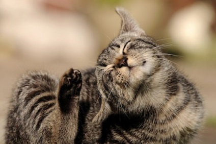 Rüh macskák tünetei és kezelése fotókkal, jelei fül rüh