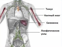 Mi az immunrendszert, és hogyan működik (B-limfocita antigén találkozó) Mi az immunrendszert, és hogyan működik
