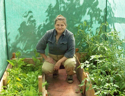 Tsikornogo saláta és termesztése