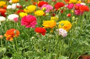 Virág ranunkulyus- ültetés és gondozás, boglárka kert művelési