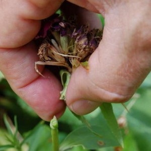 Alyssum virág ültetés, termesztés és karbantartás a nyílt terepen, fajták fotók