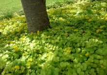 Alyssum virág ültetés, termesztés és karbantartás a nyílt terepen, fajták fotók