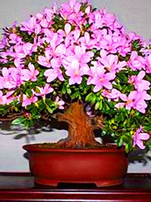 Azalea virág fotó, egy leírást, hogyan kell gondoskodni azálea indiai és japán