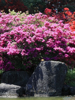 Azalea virág fotó, egy leírást, hogyan kell gondoskodni azálea indiai és japán