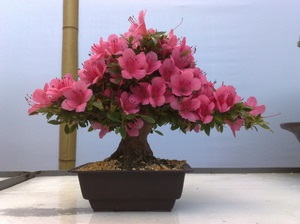 Azalea virág terem fotók, nézetek és Rhododendron növekvő fehér virág