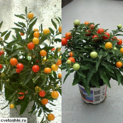 Virág Solanum psevdokapsikum otthon fotók, hogyan kell helyesen gondozni és kárpitok