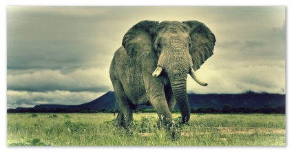 Jelentés elefántok