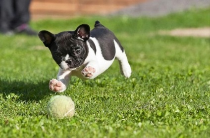 Képzés francia bulldog elméleti alapjait és az alapvető készségek