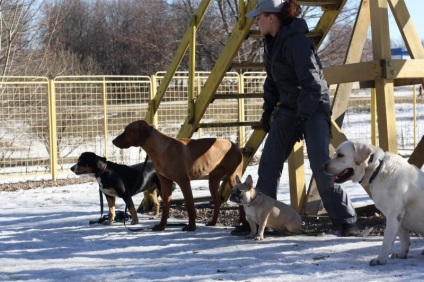 Képzés francia bulldog elméleti alapjait és az alapvető készségek