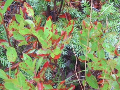 Celastrus rotundifolia termesztés és gondozás