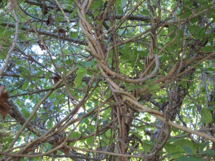 Celastrus rotundifolia termesztés és gondozás