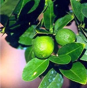 Az illóolaj mész, tulajdonságai és alkalmazásai (kapható kiváló) Az illóolaj mész, Properties and Applications