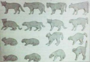 Ismét a cat (macska viselkedése titkok) Ismét a macska