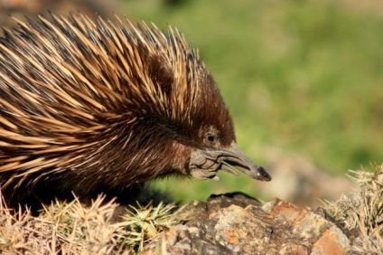 Echidna fotók és részletes leírást ad az állati