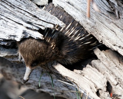 Echidna fotók és részletes leírást ad az állati