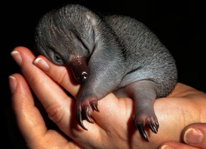 Echidna (állat) fotó, leírás, élőhely (leírás) Echidna (állat) fotó, leírás, élőhely