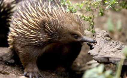 Echidna (állat) fotó, leírás, élőhely (leírás) Echidna (állat) fotó, leírás, élőhely