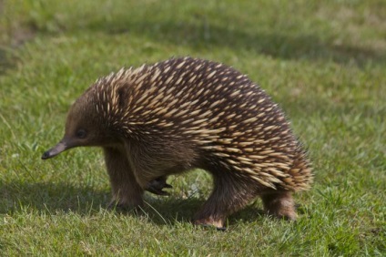 Echidna (állat) fotó, leírás, élőhely (állat) Echidna (állat) fotó, leírás, élőhely