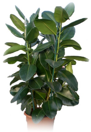 Ficus - ellátás az otthoni, fotók, faj, tenyésztés (borított egy üvegedénybe) Ficus - ellátás az otthoni, fotók, faj, tenyésztés