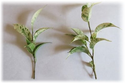 Ficus - ellátás az otthoni, fotók, faj, tenyésztés (levél a föld) Ficus - ellátás az otthoni, fotók, faj, tenyésztés