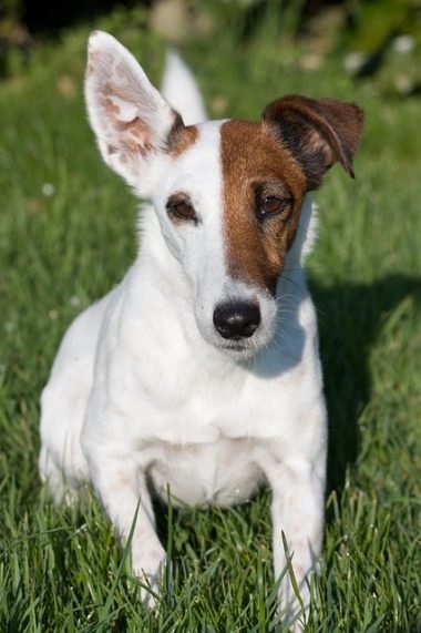 Foxterrier drótszőrű és sima fajta leírás, karakter, fotó, és egészségügy (drótszőrű) Foxterrier drótszőrű és sima fajta leírás, karakter, fotó, és egészségügy