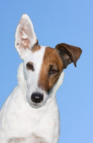 Foxterrier drótszőrű és sima fajta leírás, karakter, fotó, és egészségügy (sima szőrzet) Foxterrier drótszőrű és sima fajta leírás, karakter, fotó, és egészségügy
