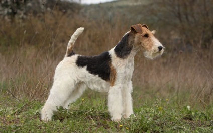 Foxterrier drótszőrű és sima fajta leírás, karakter, fotó, és egészségügy (rock) Foxterrier drótszőrű és sima fajta leírás, karakter, fotó, és egészségügy