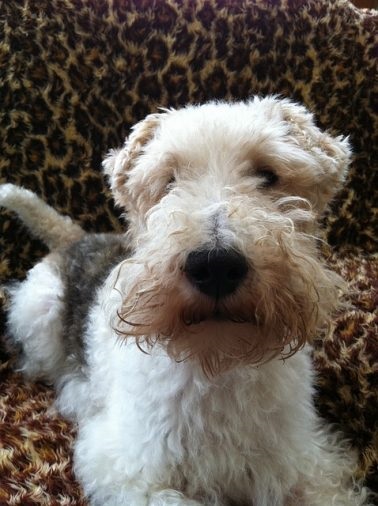 Foxterrier drótszőrű és sima fajta leírás, karakter, fotó, és egészségügy (drótszőrű) Foxterrier drótszőrű és sima fajta leírás, karakter, fotó, és egészségügy