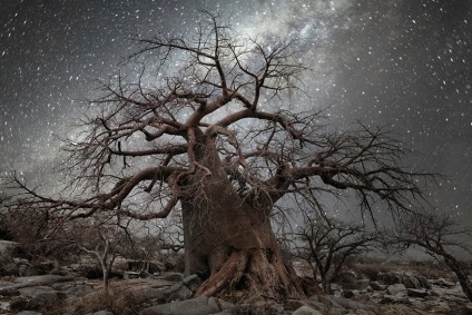 Képek a régi fák a csillagok fényében, pozitív online magazin