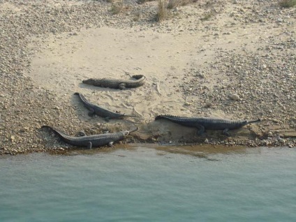 Gharial képek, érdekes tények, táplálkozás