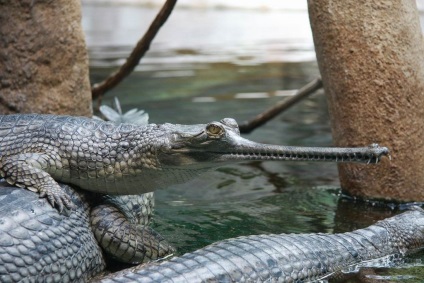 Gharial (latin: