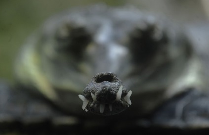 Gharial (latin: