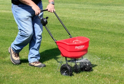 Lawn törpe leírás, jellemzők, leírások fű a lusta