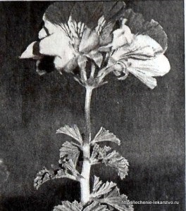 Geranium gyógyszerként, anélkül, gyógyszeres kezelés (gyógyszerek) Muskátli, mint a gyógyítás, kezelés gyógyszerek nélkül