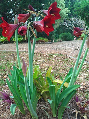 Hippeastrum - fénykép növények, ápolási otthon, hogyan kell átültetni, video