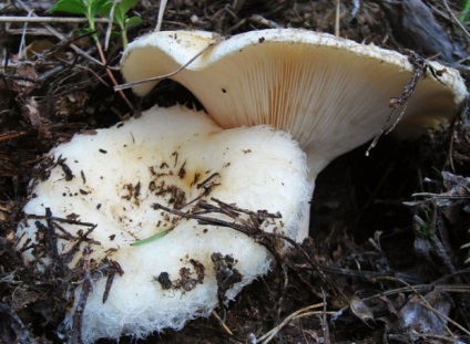 Gomba gomba haszon és kár, kalória (kár) Gomba gomba haszon és kár, kalória