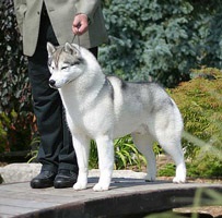 Gyere el a kiállításra a szibériai husky