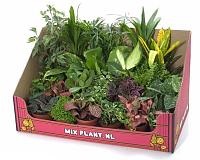 Online Shop kertész delonka - Plant mix